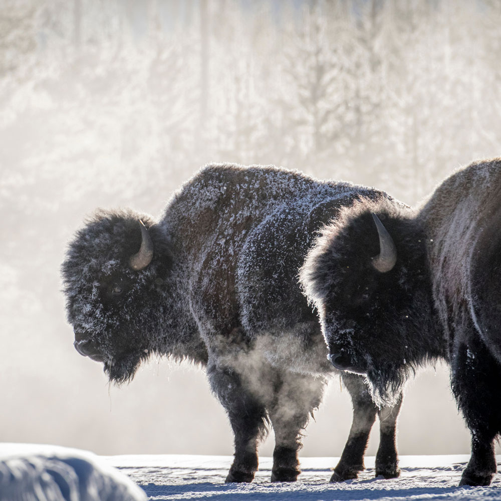 buffalo standing in snow